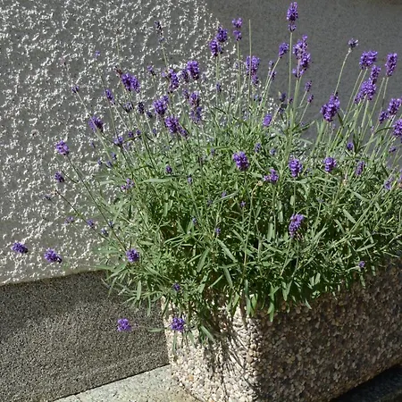 Apartma Zala Appartamento Most na Soči