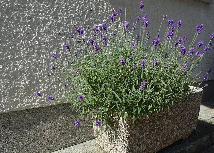 Apartma Zala Appartamento Most na Soči